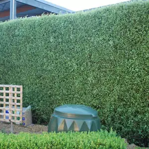 Pittosporum Silver Sheen