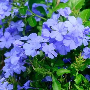 Plumbago Royal Cape