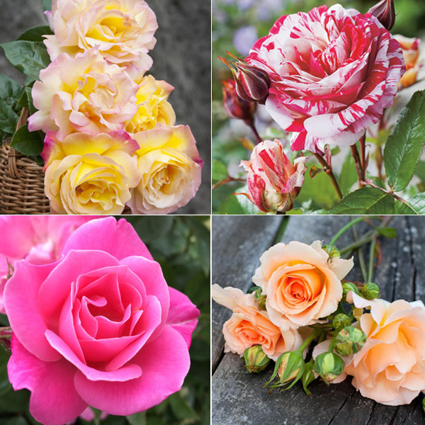 Fragrant Rose Collection 2- 4 Roses
