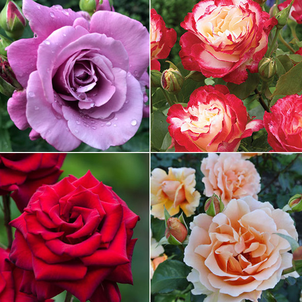 Most Fragrant Roses for Your Garden Garden Express