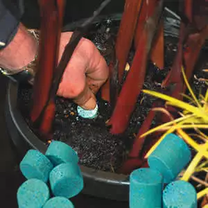 Autumn Citrus Care In Australia: Feeding, Watering And Pest Watch Water Fertiliser - Garden Express Australia