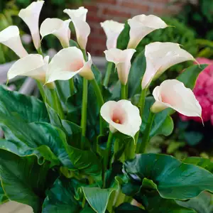 Calla Lily Vs Arum Lily - Can You Tell The Difference? Zantedeschia Fairy Floss 16z - Garden Express Australia