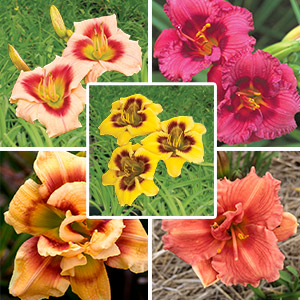 Daylily Exquisite Collection Coldlieco 2020 - Garden Express Australia