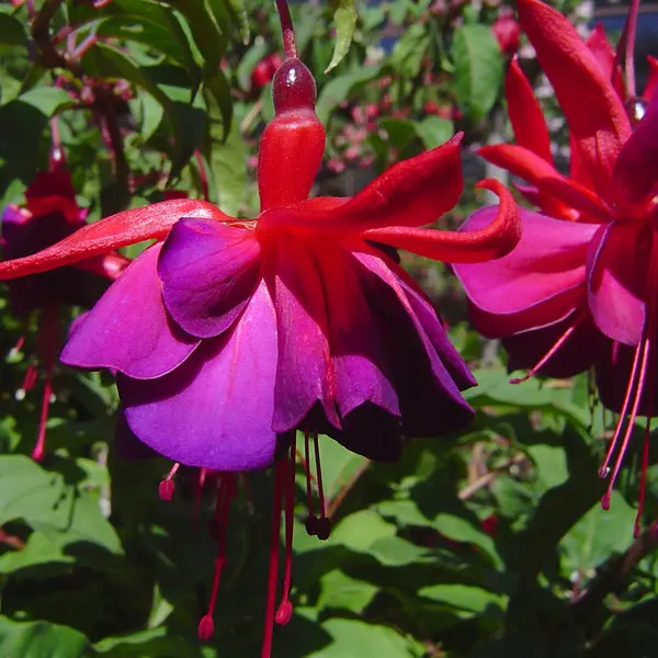 Fuchsia Double Upright Collection