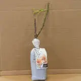 Rose Soul Sister (pbr) Rose Soul Sister (pbr)