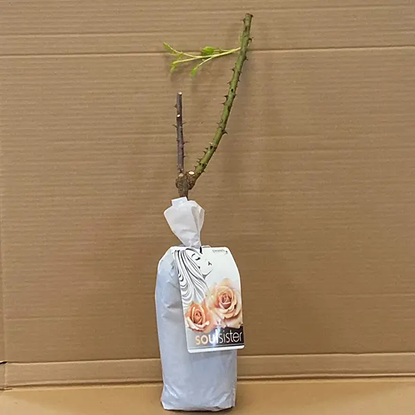 Rose Soul Sister (pbr) Rose Soul Sister (pbr)