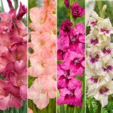 Gladioli Winter Col Colglawc1 2026 - Garden Express Australia