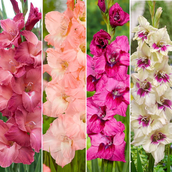 Gladioli Winter Collection 1 Gladioli Winter Collection 1