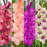 Gladioli Winter Col Colglawc1 2026 - Garden Express Australia