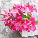 Lilium Dalian Bullildal - Garden Express Australia