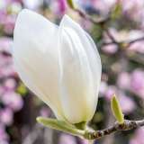 Magnolia Denudata 19 Tremagden - Garden Express Australia