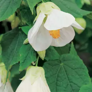 Abutilon Growing Guide Abutilon Lucky Lantern White 16 - Garden Express Australia