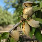 Almond All In One 16 - Garden Express Australia