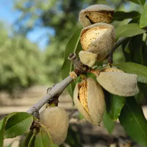 Dwarf Almond Self Pollinating