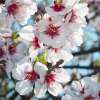 Almond All In One Flower 16 - Garden Express Australia
