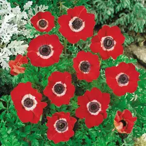 Anemones Growing Guide Anemone Single Red Cc - Garden Express Australia