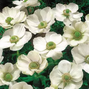 Anemones Growing Guide Anemone Single White - Garden Express Australia