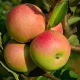 Aple Cox Orange Pippin 16 - Garden Express Australia