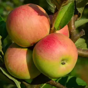 Dwarf Apple Coxs Orange Pippin