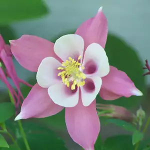 Aquilegia Rose And Pink