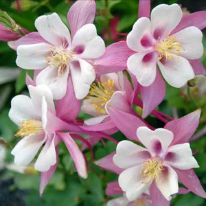 Aquilegia Growing Guide Aquilegia Robin Pkaqurob - Garden Express Australia