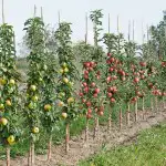 Backyard Fruit - Trees You Should Grow Ballerina Apple Polka Green And Red 161 - Garden Express Australia