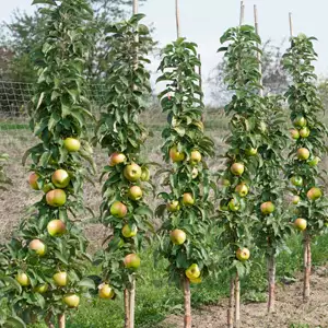 Ballerina Apple Polka Ballerina Apple Polka