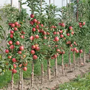 Ballerina Apple Waltz Ballerina Apple Waltz