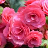 Begonia Rose Pink 16 - Garden Express Australia