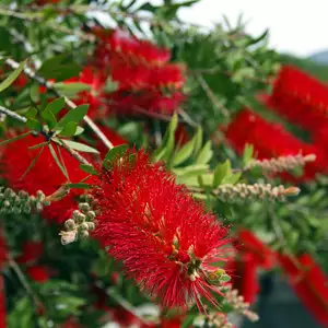 Callistemon Kings Park Special