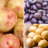 Certified Seed Potato Winter Coll 1 Colcspwc1 2022 - Garden Express Australia