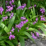 Chinese Ground Orchid 2025 Pkchigor - Garden Express Australia