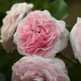 David Austin Rose Eglantyne - Garden Express Australia