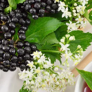Elderberry
