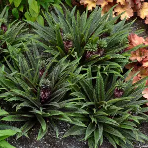 Pineapple Lily Growing Guide Eucomis Freckles 16 - Garden Express Australia