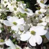 Flowering Dogwood White Tseflodog - Garden Express Australia
