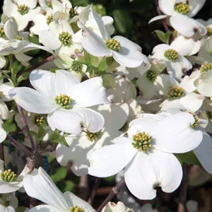 Flowering Dogwood White