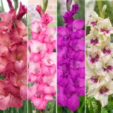 Gladioli Winter Col Colglawc1 2025 - Garden Express Australia