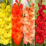 Gladioli Winter Col Colglawc2 2026 - Garden Express Australia