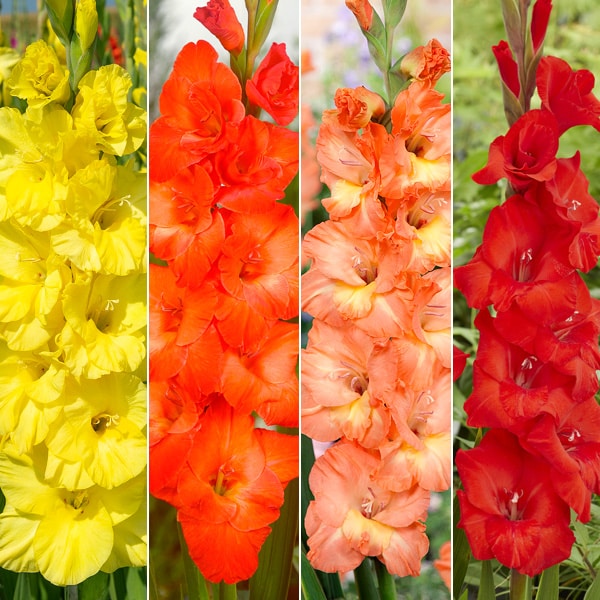 Gladioli Winter Collection 2 Gladioli Winter Collection 2