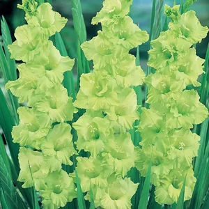 Gladioli Growing Guide Gladioli Green Star Pkglagst - Garden Express Australia