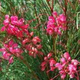 Grevillea Cherry Pie Grevillea Cherry Pie