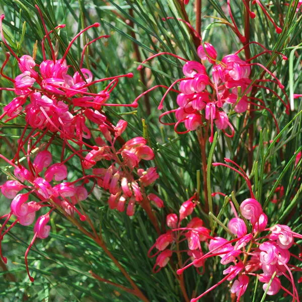Grevillea Cherry Pie