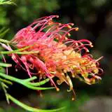 Grevillea Loopy Lou 16 - Garden Express Australia