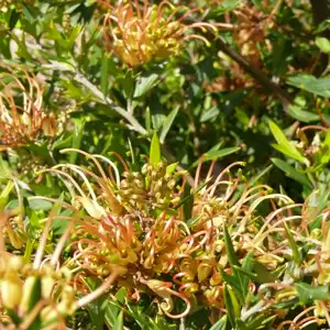 Grevillea Old Gold 50mm