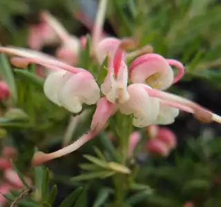 Grevillea Pink Pixie