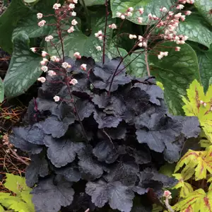 Heuchera Growing Guide Heuchera Coco 16 - Garden Express Australia