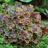 Heucherella Solar Eclipse 16 - Garden Express Australia