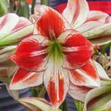Hippeastrum Ambiance Hippeastrum Ambiance