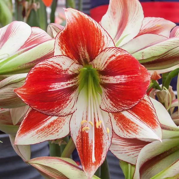 Hippeastrum Ambiance Hippeastrum Ambiance